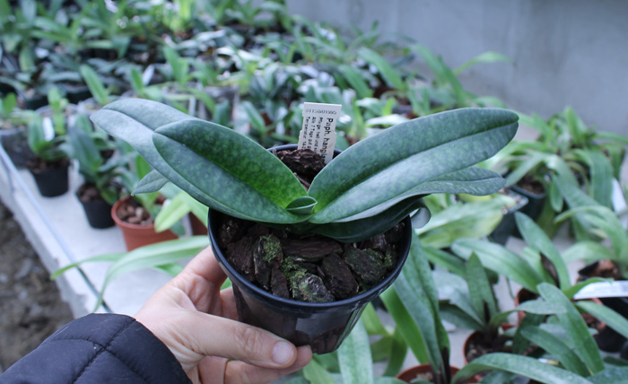 Paphiopedilum In Charm Handel (hangianum x delenatii).jpg