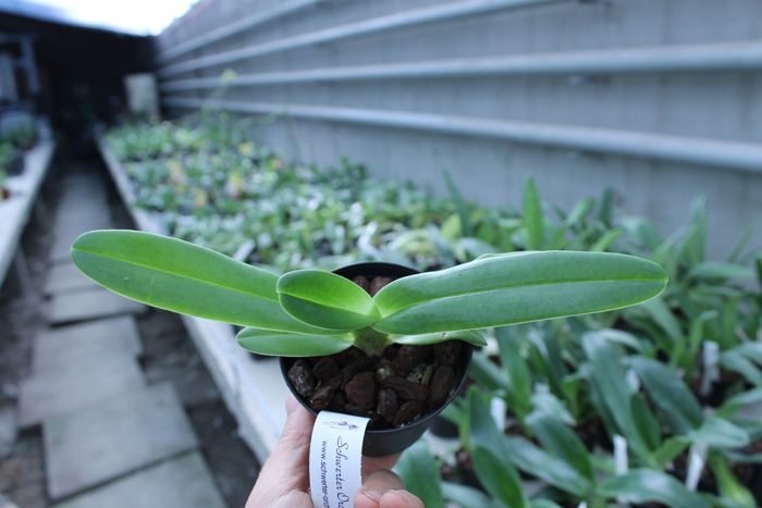 Paphiopedilum supardii.jpg