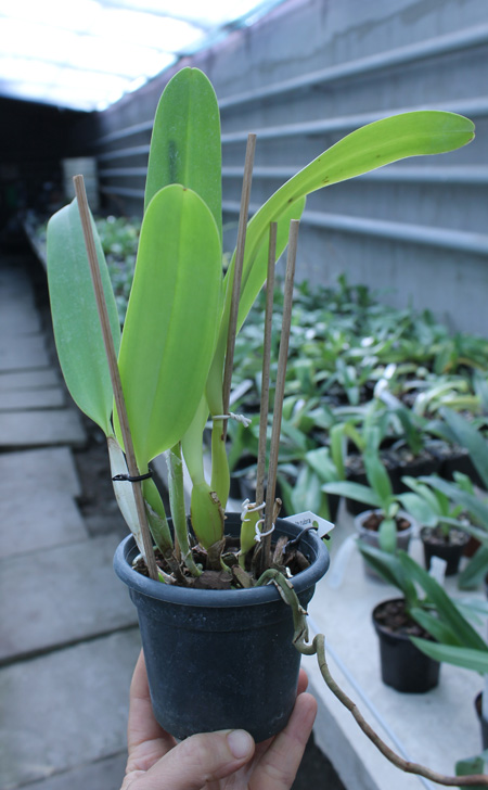 Laeliocattleya Bella var rubra.jpg