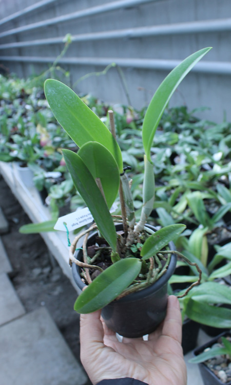 Laeliocattleya Cariad's Mini-Quinee 'Angel Kiss'.jpg