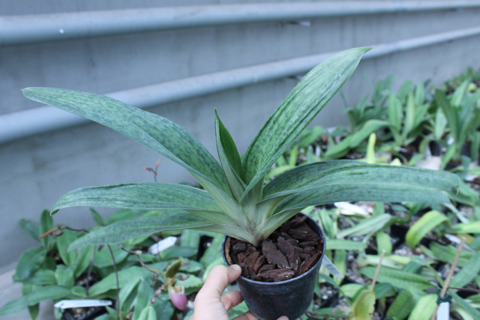 Paphiopedilum sukhakulii x kolopakingii.jpg