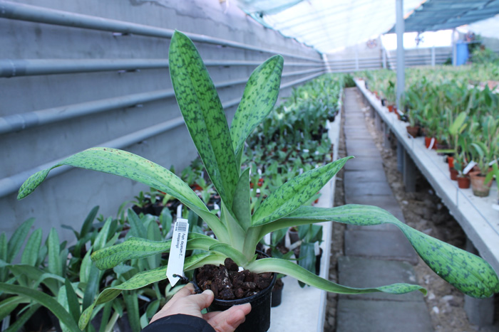 Paphiopedilum dayanum х kolopakingii.jpg