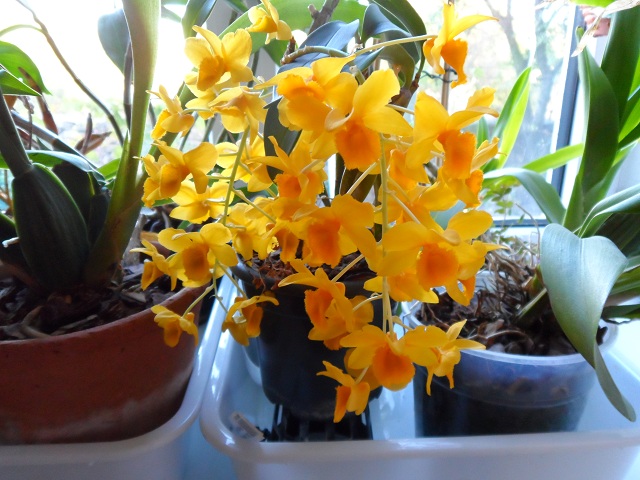 Dendrobium griffithianum.