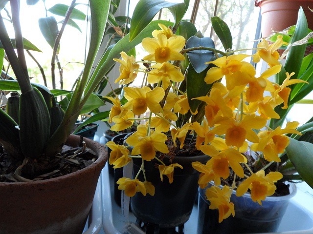 Dendrobium griffithianum.