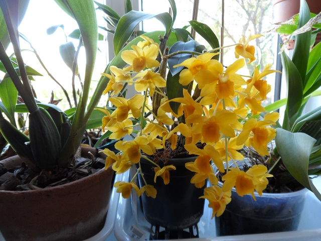 Dendrobium griffithianum.