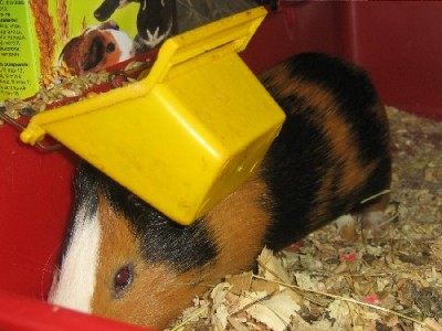 Встряхивание-перемешивание