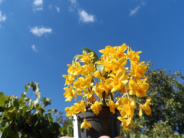 Dendrobium griffithianum.