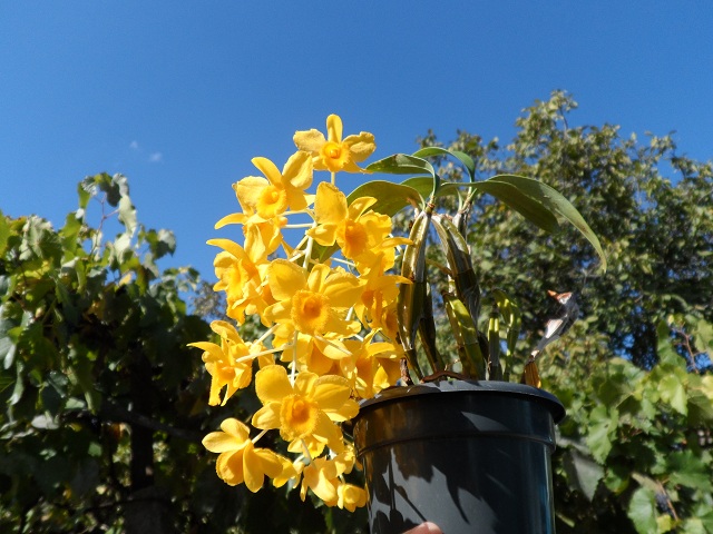 Dendrobium griffithianum.