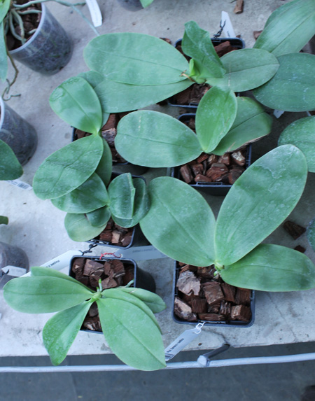 Phalaenopsis Samera x bellina.jpg