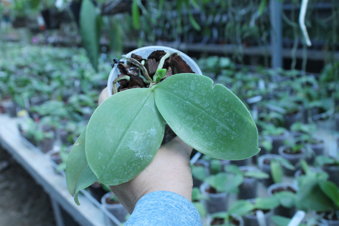 Phalaenopsis Samera 'Blue'.jpg