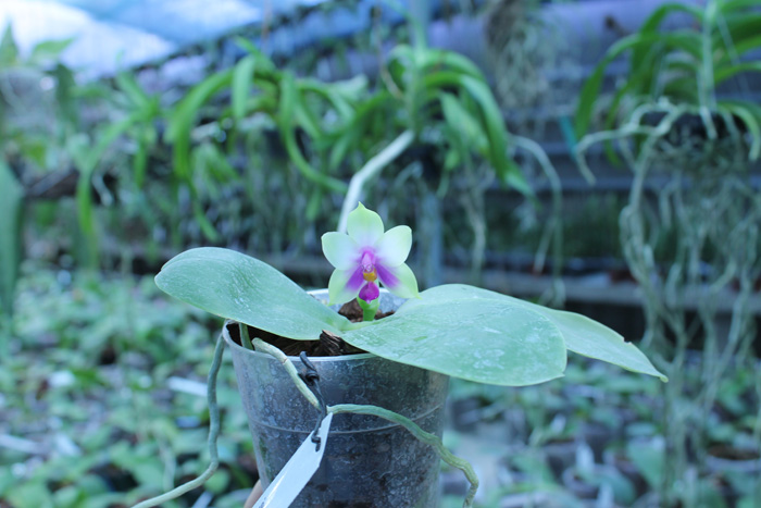 Phalaenopsis bellina 'blue'.jpg