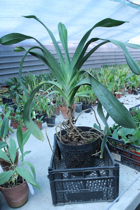 Angraecum Veitchii.jpg