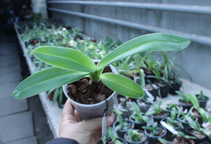 Paphiopedilum kolopakingii.jpg