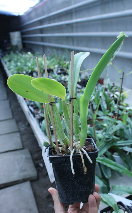 Laeliocattleya Cornelia coerulea.jpg