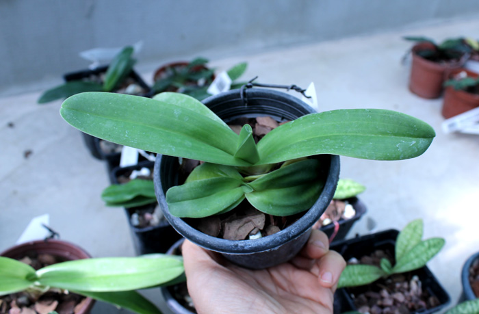 Paphiopedilum fairrieanum.jpg