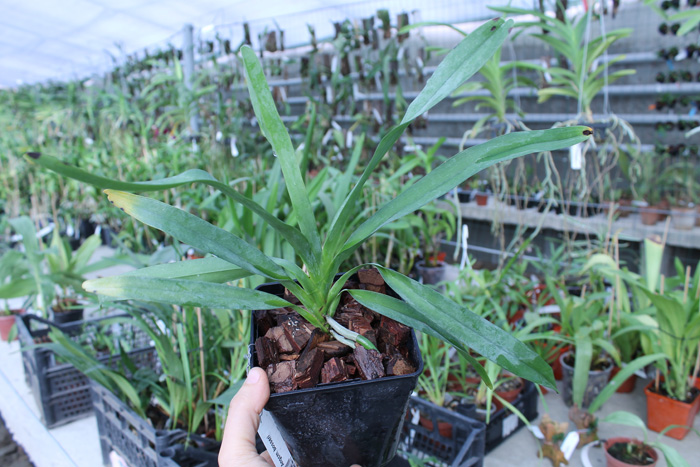 Angraecum bosseri.jpg