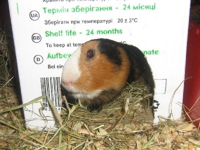 Наблюдение