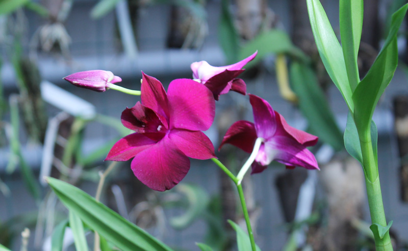 Dendrobium Supernova.jpg