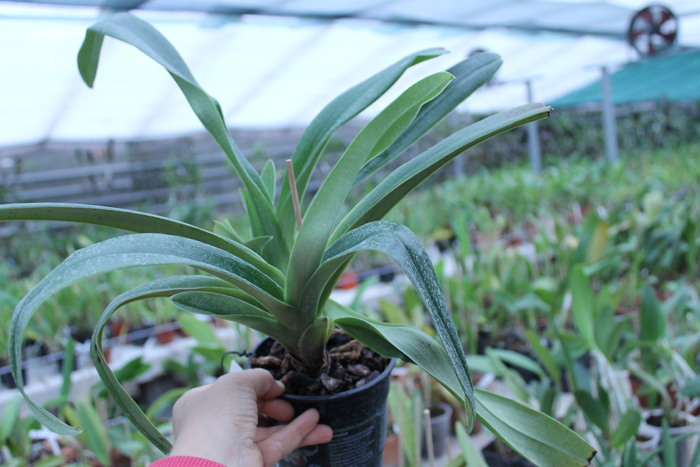 Paphiopedilum Arafura Sea x New Generation.jpg