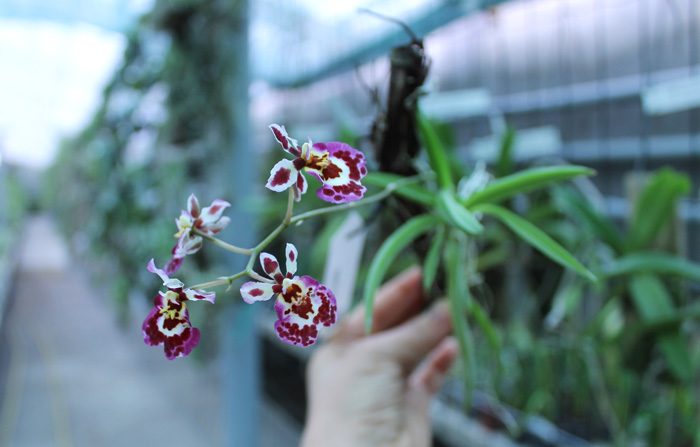 Oncidium (Tolumnia) hybrid.jpg