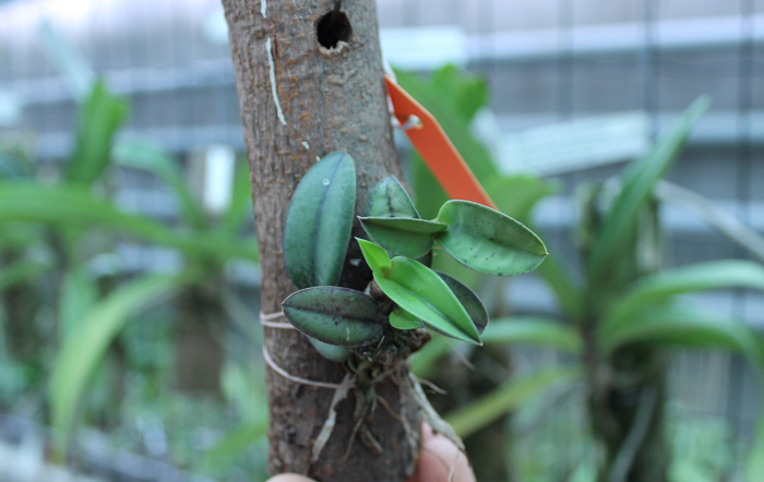 Sophronitis cernua.jpg