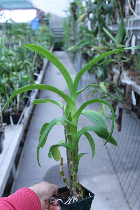 Dendrobium Brandy.jpg