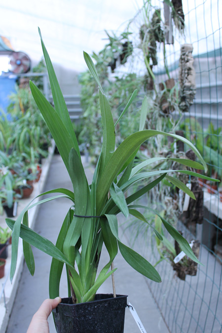 Cymbidium 'Vogel's Magic'.jpg