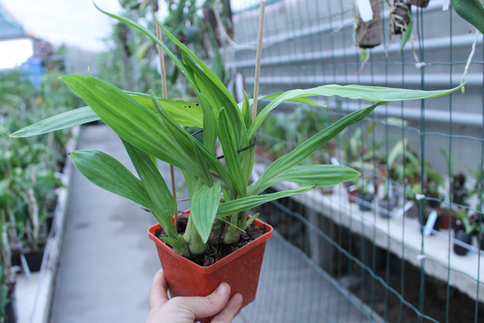 Phaius tankervilleae alba.jpg