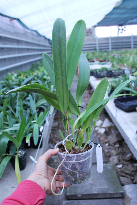 Laeliocattleya C G Roebling 'Blue Indigo'.jpg