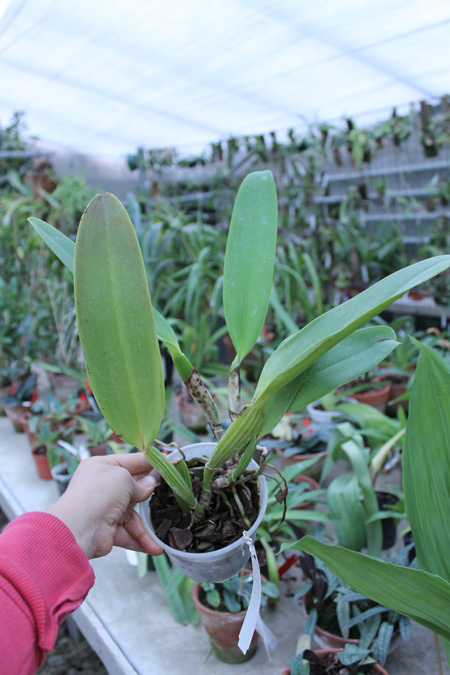 Сattleya warneri integra escura 'AWZ' x Cattleya warneri flameada.jpg