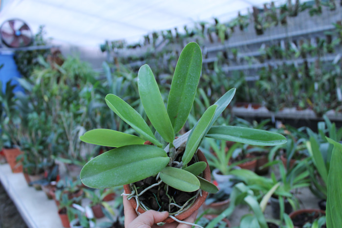 Cattleya warneri coerulea 'Carolina' x Cattleya warneri coerulea 'Raasch'.jpg