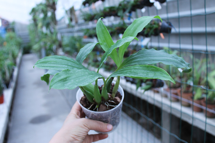 Pholidota chinensis.jpg