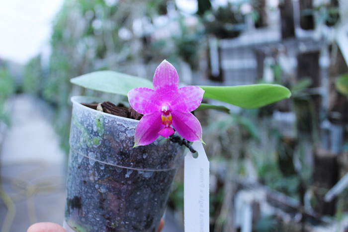 Phalaenopsis Ld Bellina Eagle x Prima.jpg