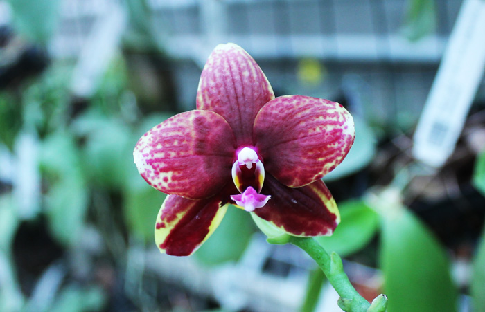 Phalaenopsis Hawaii Dragon Girl x Lioulin Goldfinch.jpg