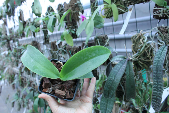 Phalaenopsis Natasha 'Aiko'.jpg