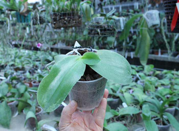 Phalaenopsis Princess Kaiulani 'Chin Yo'.jpg