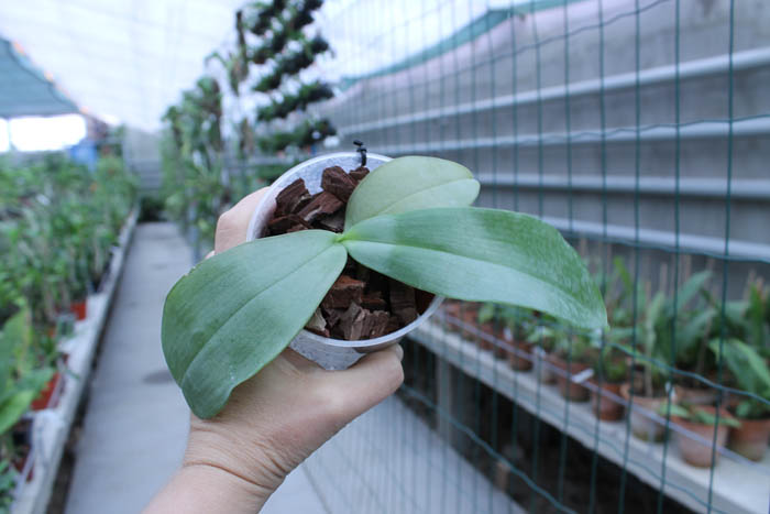 Phalaenopsis gigantea x Yaphon Sir.jpg