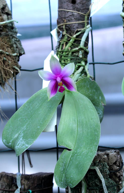 Phalaenopsis violacea 'Borneo'.jpg