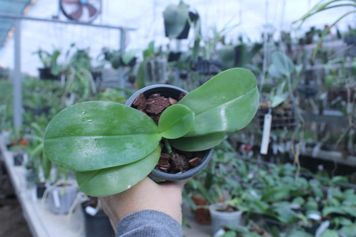 (Nobby's Green Eagle x DTE) x (violacea x Su-An Super Star).jpg