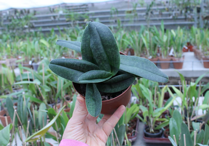 Paphiopedilum hangianum x bellatulum.jpg