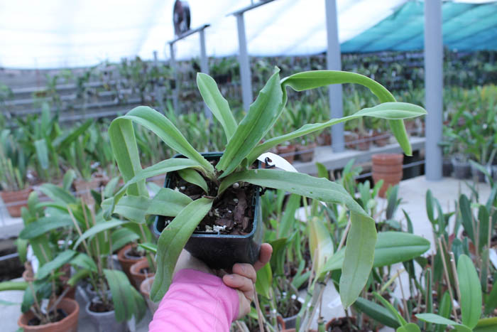 Paphiopedilum spicerianum.jpg