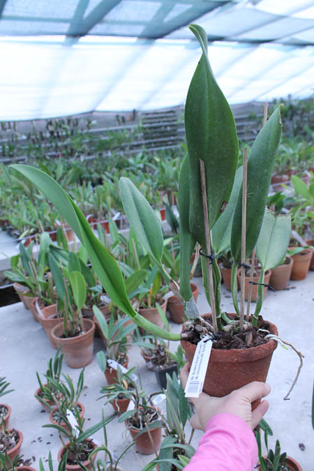 Brassolaeliocattleya Burdekin Wonder 'Lake Land'.jpg
