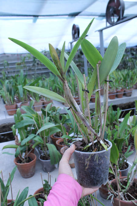 Laelia tenebrosa x Cattleya Penny Kuroda 'spots'.jpg