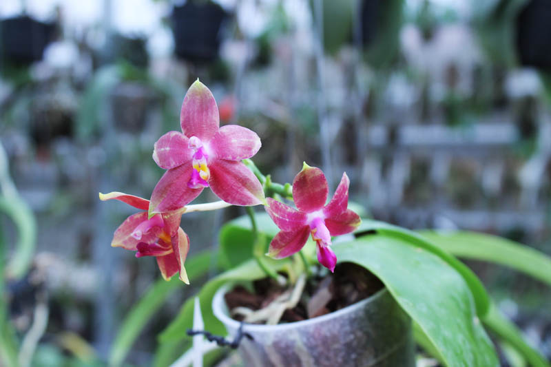 Фаленопсис с ароматом роз