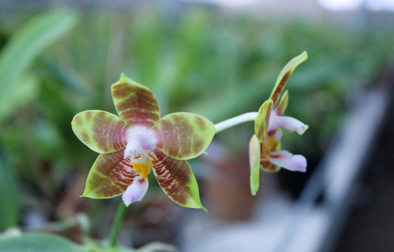 Phalaenopsis amboinensis x Phalaenopsis Penang Girl.jpg
