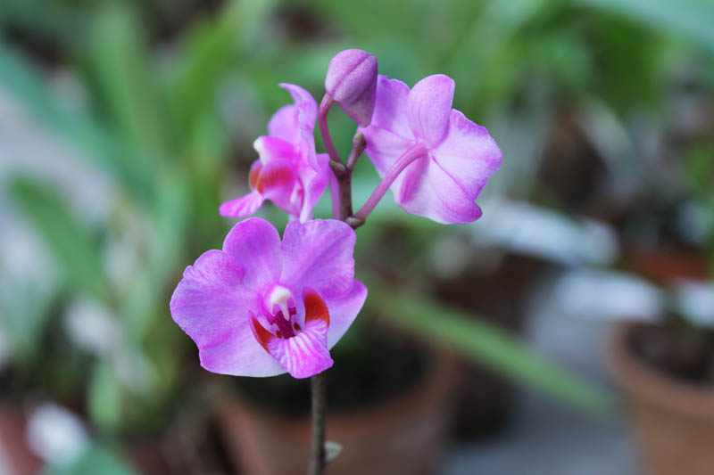 Doritis pulcherrima red.jpg