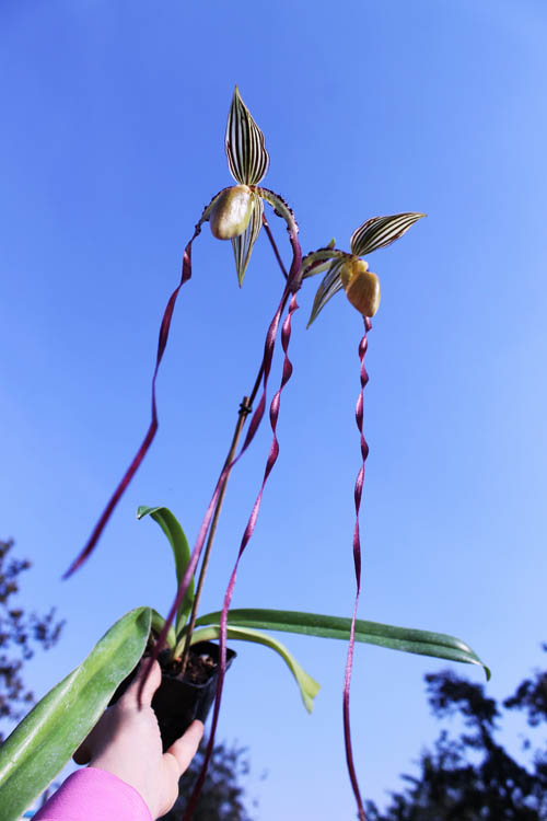 Paphiopedilum sanderianum 'Show Shan' x philippinense '9F'.jpg
