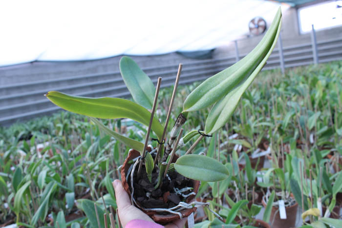Cattleya warneri integra escura 'AWZ' x Cattleya warneri flameada.jpg