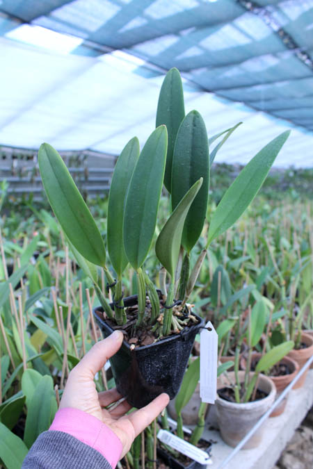 Cattleya lueddemanniana coerulea (Siquesique x Amparo) x Cattleya lueddemanniana tipo escura 'Guacamuco'.jpg