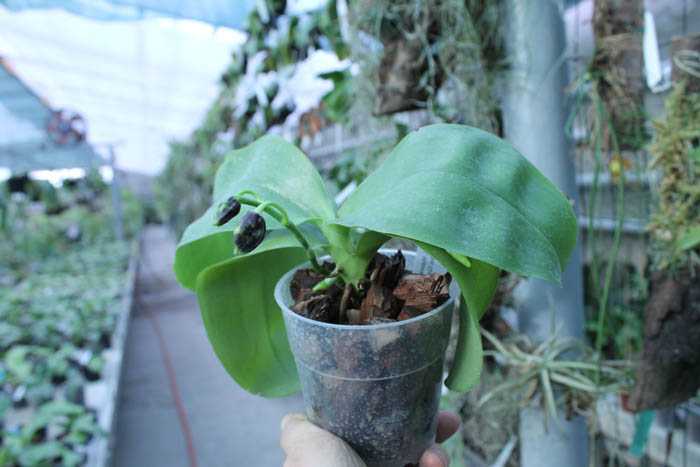 Phalaenopsis Hawaii Dragon Girl x Lioulin Goldfinch.jpg